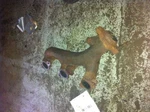 04 Ford Explorer Driver Left Exhaust Manifold 6-245 4.0 Liter. Fixed Price $95.00.