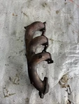 - 05 Buick Lesabre Front Exhaust Manifold 96/3.8L. Fixed Price $59.00.