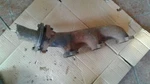 98 99 00 Ford Ranger R. Exhaust Manifold 6-245 4.0L 137647. Fixed Price $69.99.