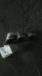 2008 C300 Left Driver Exhaust Manifold 203 Type Sedan C230 3.5 Liter 6 Cylinder. Fixed Price $91.79.