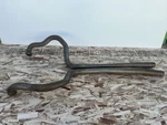 2011 2012 2013 2014 Ford Mustang 3.7L Left And Right Rear Exhaust Pipe Oem. Fixed Price $300.00.