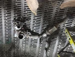 Golf 2015 Catalytic Converter 1230592. Fixed Price $850.00.