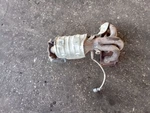 Exhaust Manifold Vin 5TH Digit 2.5L Cylinder Fits 12-17 Camry 358846. Fixed Price $350.00.